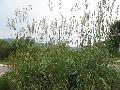 Ravenna Grass / Saccharum ravennae  